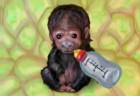 My Funky Ape