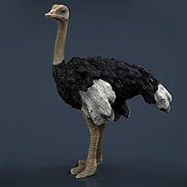 Ostrich Run